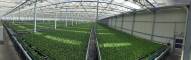 Little Leaf Farms | Devens, MA